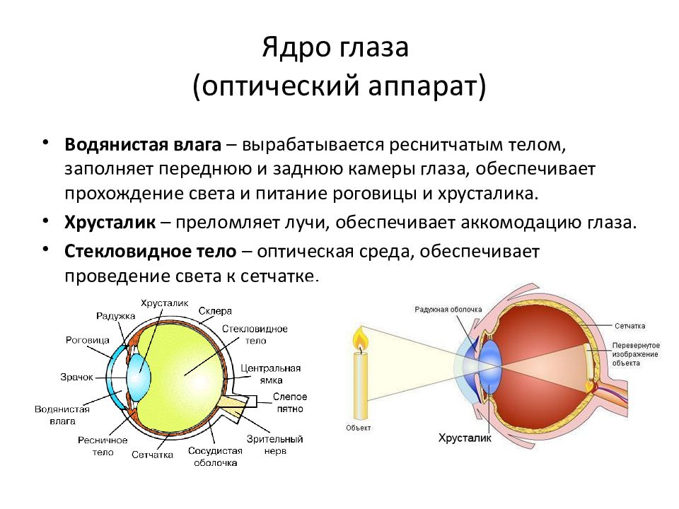 Цепочка оптической структуры глаза. Оптический аппарат глаза физиология. Внутреннее ядро глаза. Схема оптической системы глаза физиология. Внутреннее ядро глаза функции.