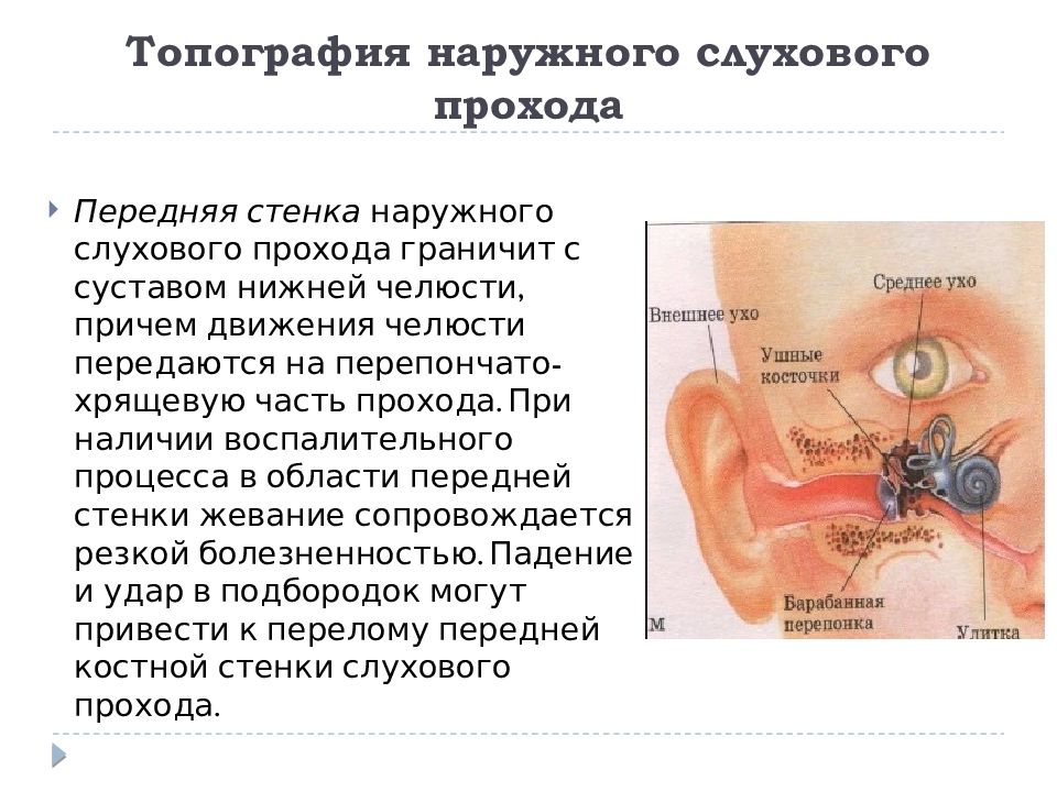 Наружный слуховой проход. Наружный слуховой проход задняя стенка. Анатомия наружного слухового прохода. Задняя стенка наружного слухового прохода. Наружный слуховой проход топография.