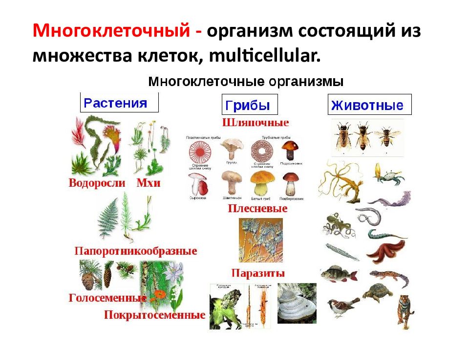 Презентация на тему одноклеточные и одноклеточные организмы 5 класс