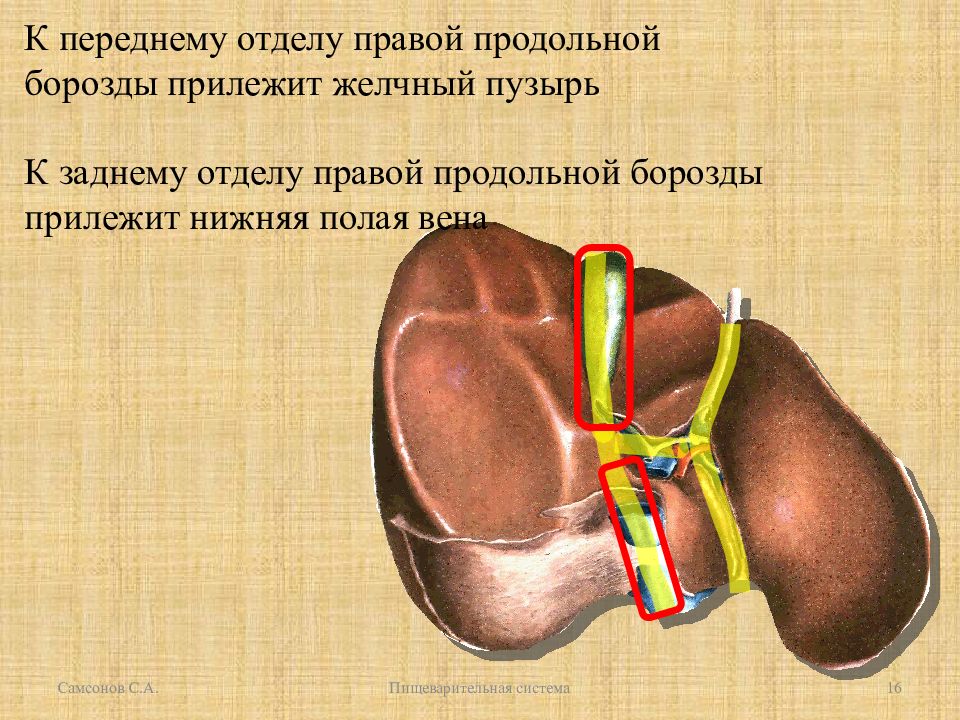 Правой отдел. Борозды печени анатомия. Желчный пузырь располагается в борозде. Строение печени борозды. Желчь пузырь распологается в ьорозде.