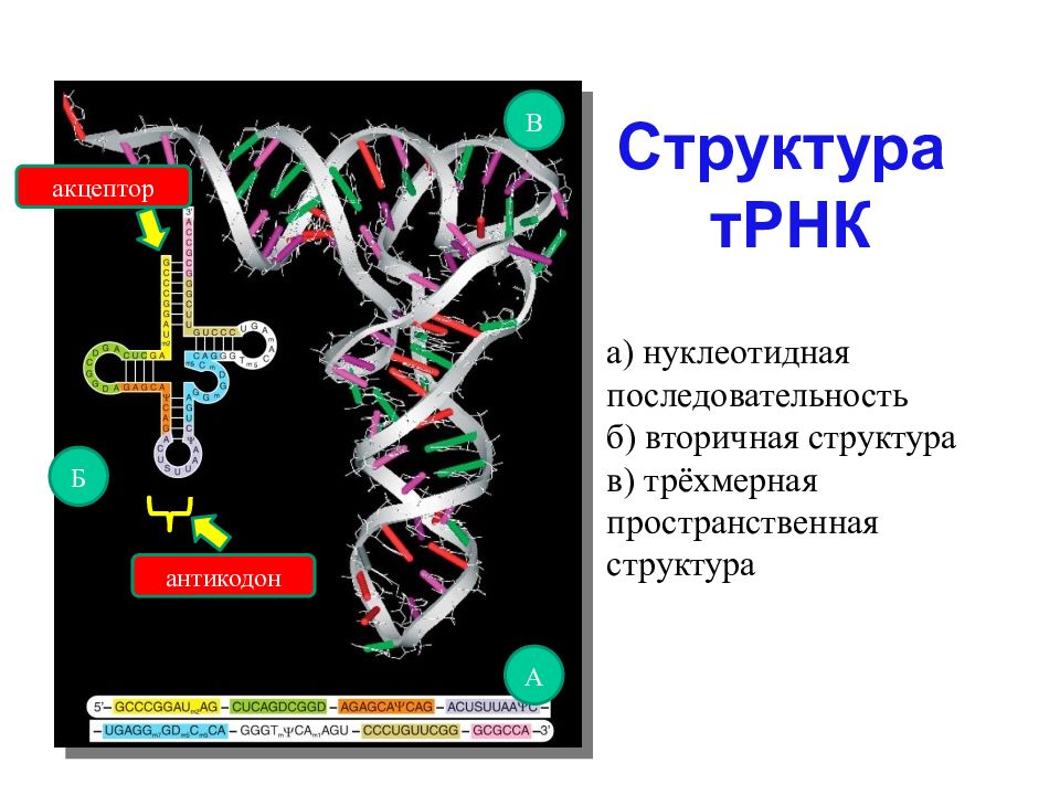 Задачи на белок биология. Нуклеотидная последовательность. Вторичная структура транспортной РНК. Антикодон транспортной РНК. Антикодон это в биологии.