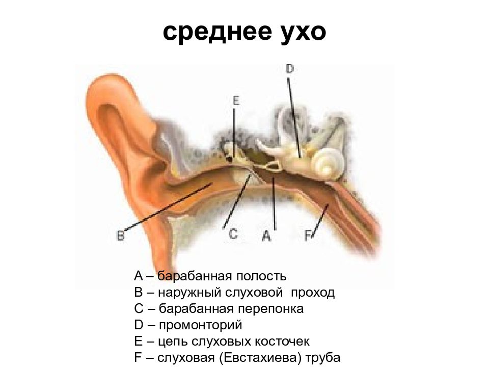 В среднем ухе расположены молоточек