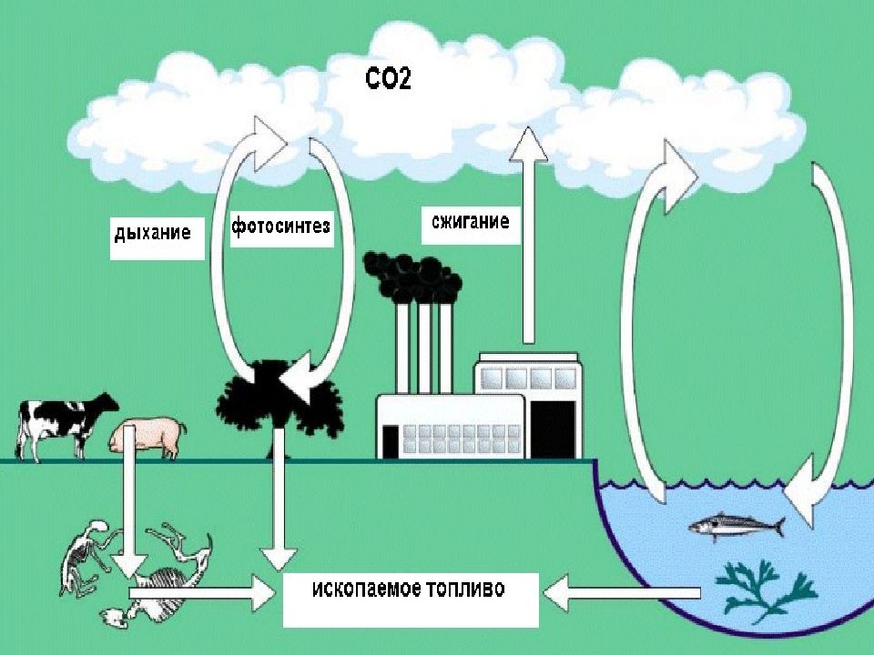 Круговорот углерода картинка