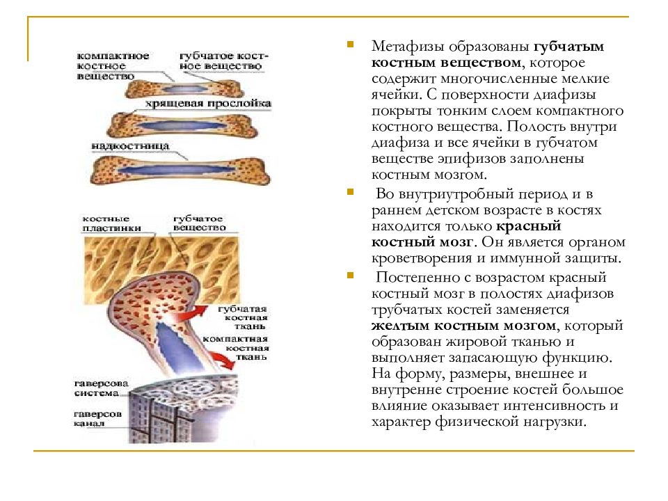 Губчатые кости образуют. Диафиз желтый костный мозг. Костное вещество компактное и губчатое. Губчатое вещество и костный мозг. Функции желтого костного мозга в трубчатой кости.