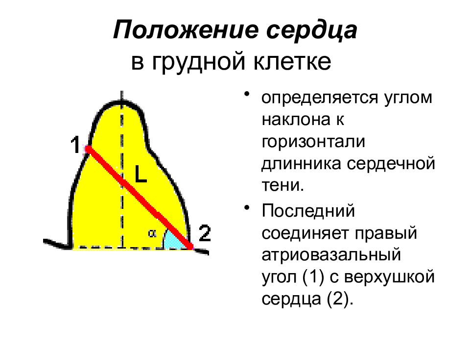 Положение сердца. Положение сердца в грудной клет. Варианты положения сердца. Атриовазальный угол. Антровазальный уголсердца.