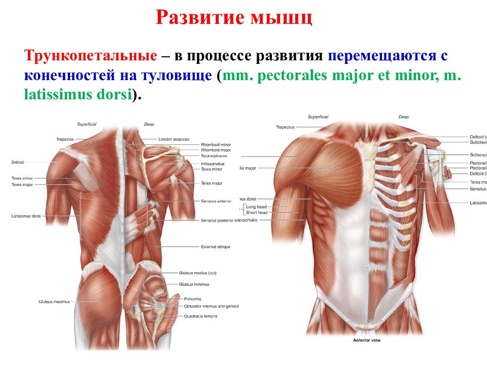 Малая грудная мышца m pectoralis Minor