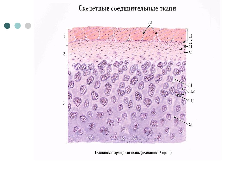 Ткань 1 соединительная. Лимфа соединительная ткань строение. Кровь и лимфа соединительная ткань. Кровь и лимфа соединительная ткань строение. Лимфа соединительная ткань рисунок.