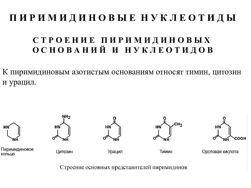 Строение пиримидина. Строение пиримидиновых нуклеотидов. Нуклеотиды с пиримидиновыми основаниями. Строение пиримидиновых оснований. Строение пиримидиновых азотистых оснований.