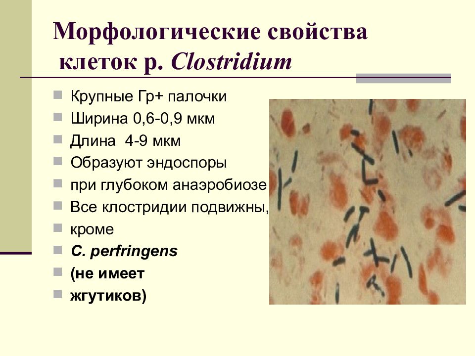 Морфологические свойства. Морфологические свойства клостридии перфрингенс. Clostridium botulinum морфологические и тинкториальные свойства. Морфологические и тинкториальные свойства Clostridium perfringens. Морфологические и тинкториальные свойства клостридии ботулинум.