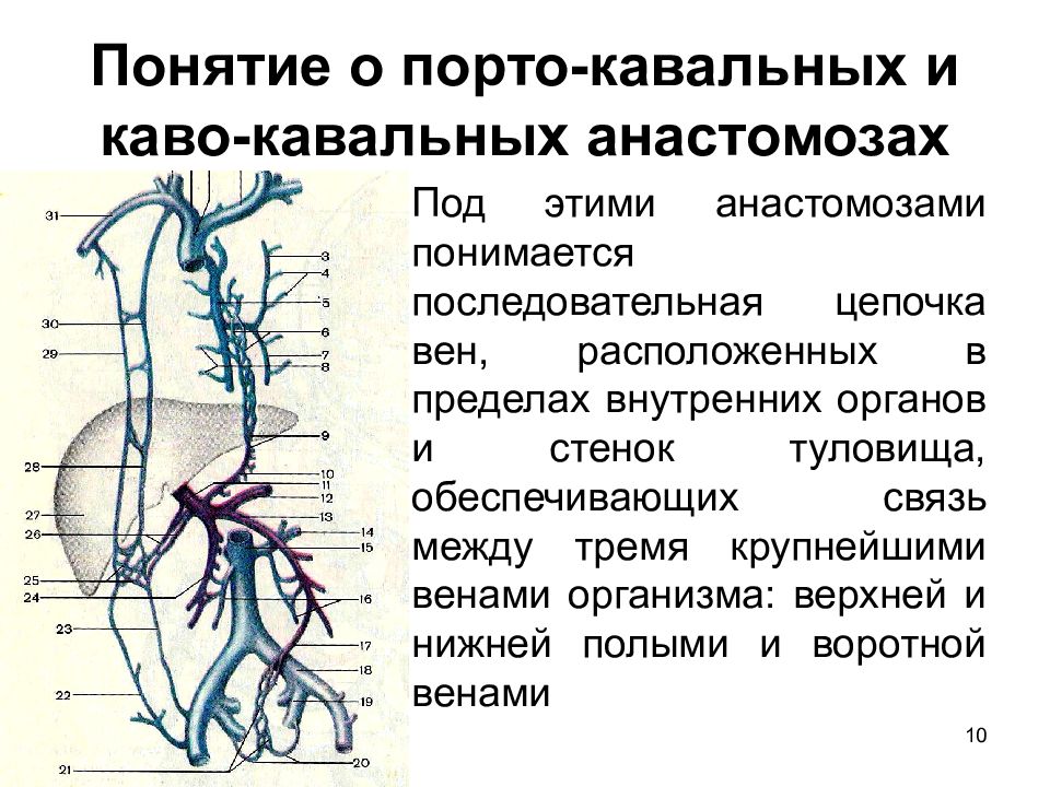 Венозные анастомозы рисунок