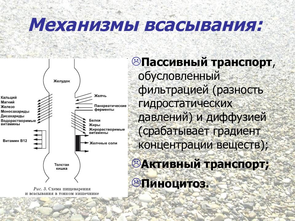 Процесс всасывания происходит в. Механизмы всасывания. Физиология пищеварительной системы. Презентация на тему физиология пищеварения. Фильтрация пассивный транспорт.