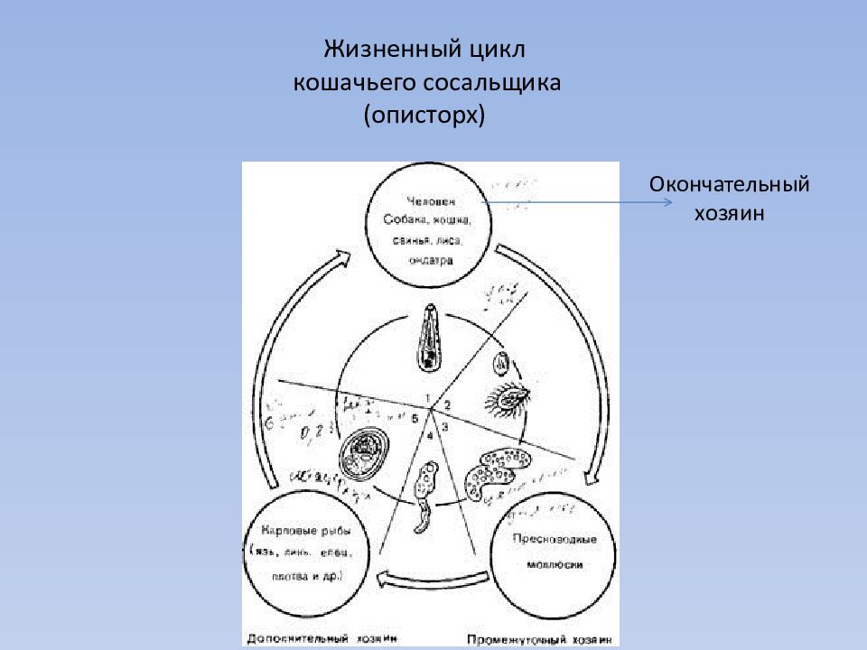 Схема жизненных циклов сосальщиков