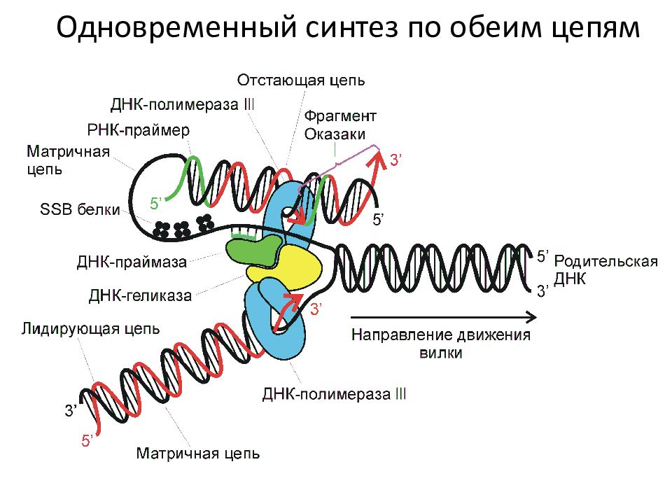 Рнк полимераза синтезирует. ДНК полимераза в репликации ДНК. РНК праймаза. Модель тромбона репликации ДНК. Функция ДНК полимеразы в репликации ДНК.