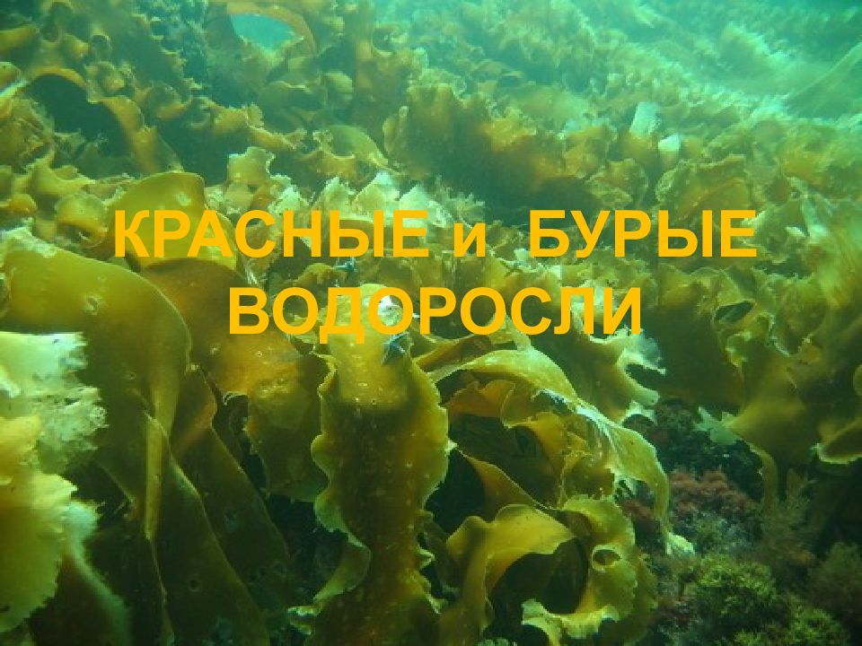 КРАСНЫЕ и БУРЫЕ ВОДОРОСЛИ