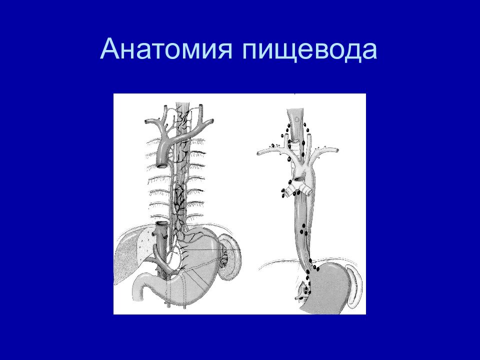Презентация пищевода. Esophagus Anatomy. Анатомия пищевода 19 век.