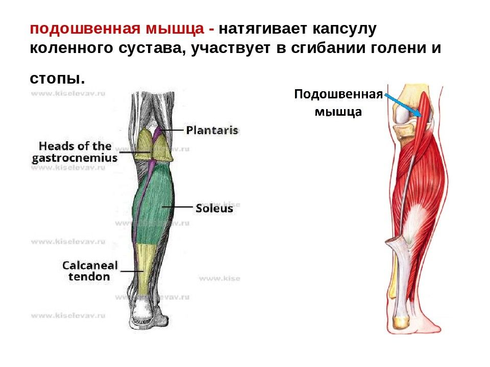 Повреждение коленного сустава презентация