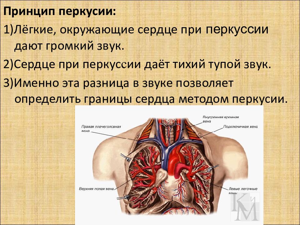 3 именно. Легкие окружают сердце?. Топографическая перкуссия легких у детей.