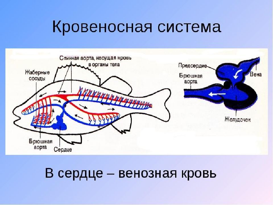 Строение какой системы рыбы изображено на рисунке