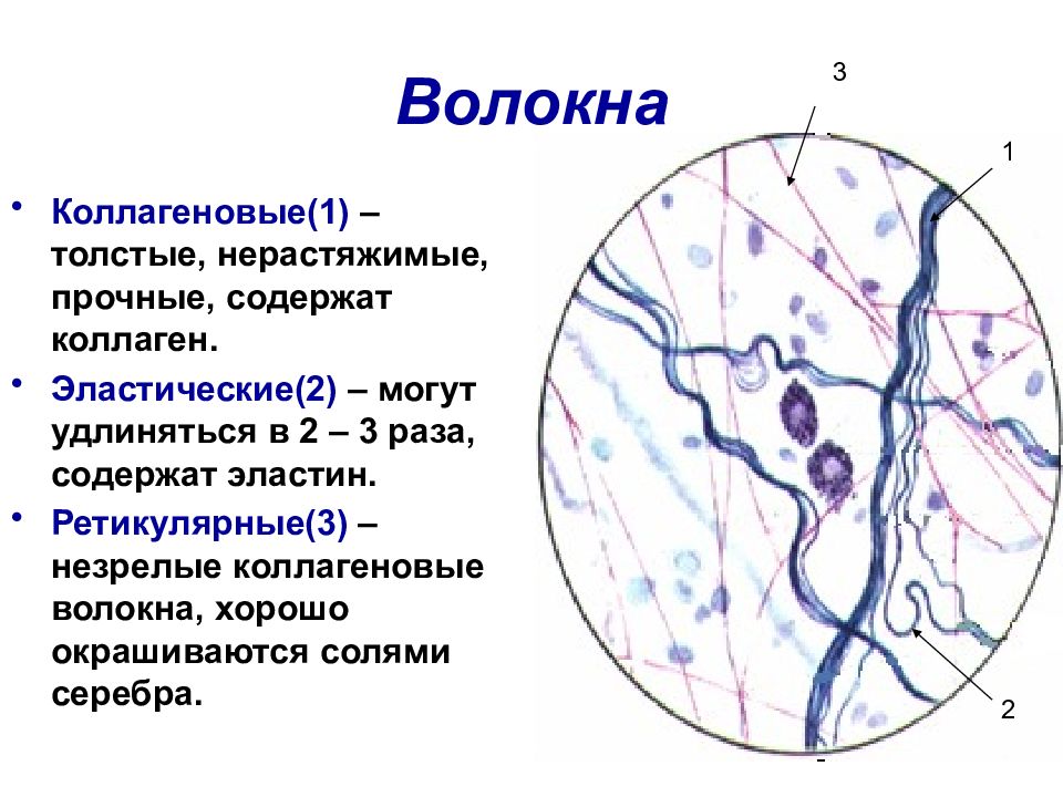 Рисунок ретикулярной ткани