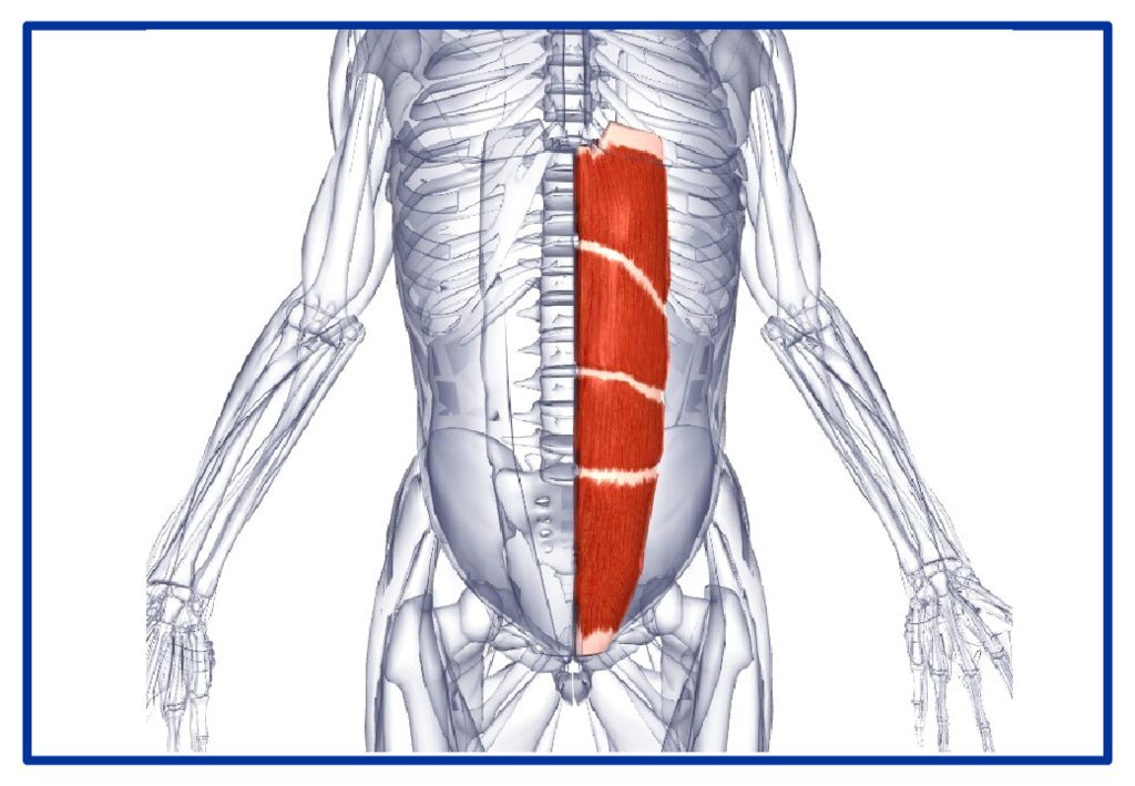 Левой и правой мышцы. Прямые мышцы живота анатомия. Musculus rectus abdominis анатомия. Прямая мышца живота анатомия. Прямая мышца живота и ее сухожильные перемычки.