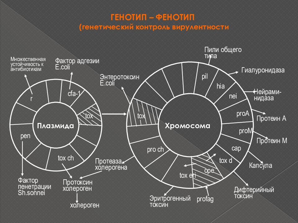 Фенотип признак ген. Генотип и фенотип бактерий. Понятие о генотипе и фенотипе бактерий. Генотип и фенотип микробиология. Генотип и фенотип бактерий микробиология.