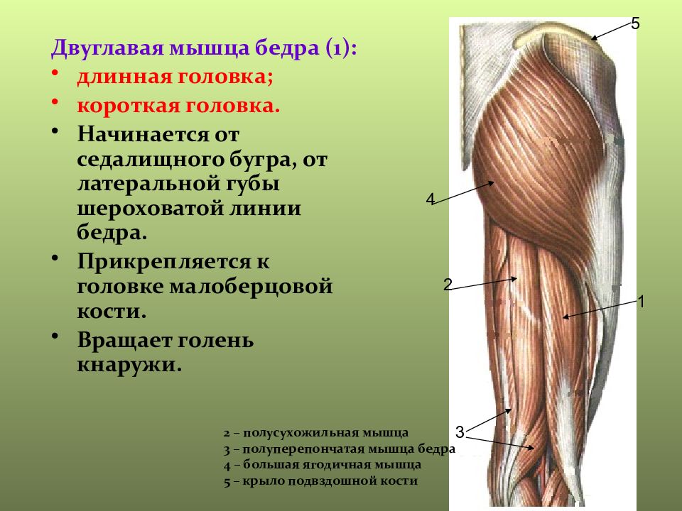 Презентация мышцы верхних конечностей