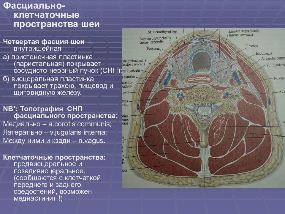 Топографическая анатомия и оперативная хирургия шеи презентация