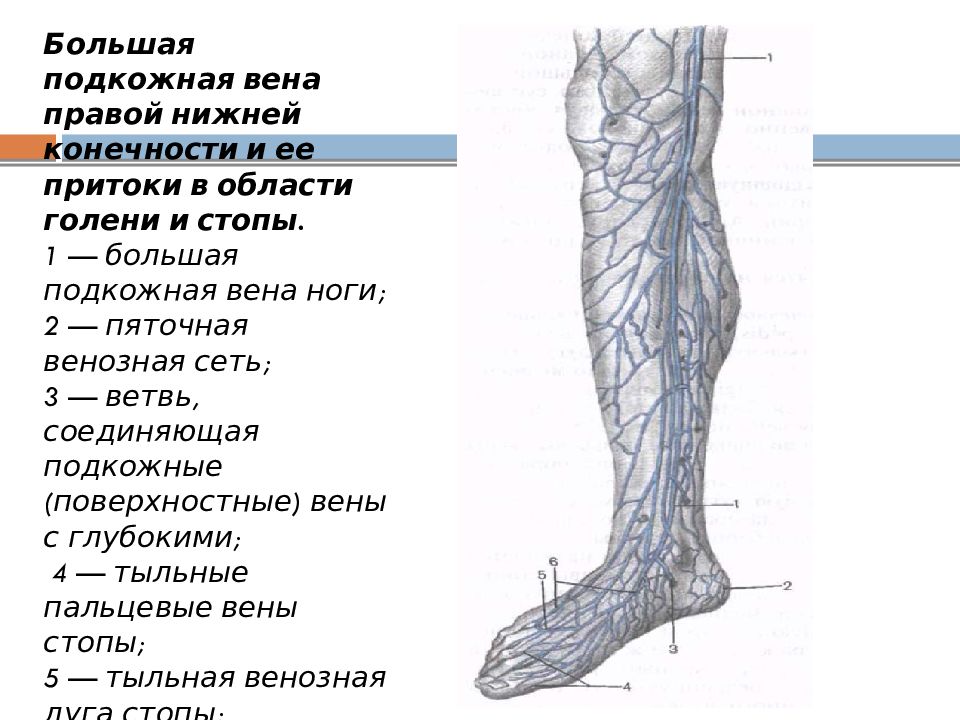 Большая подкожная вена