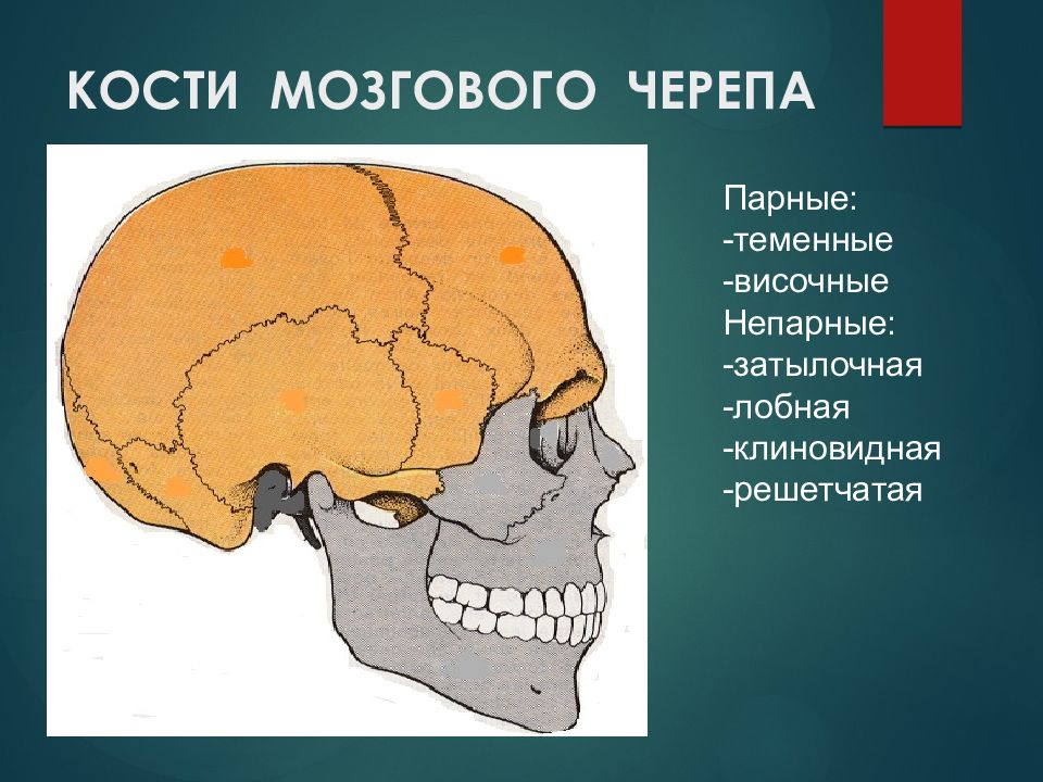 Теменная область кость. Кости мозгового черепа лобная кость. Кости мозгового черепа парные теменная кость. Непарные кости мозгового черепа. Теменная часть головы.
