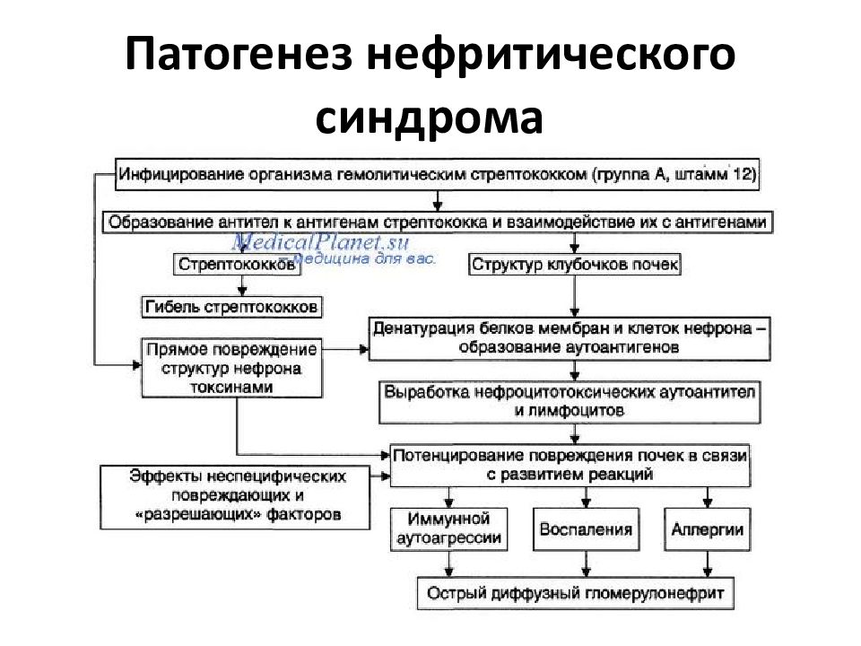 Нефротический и нефритический синдром презентация