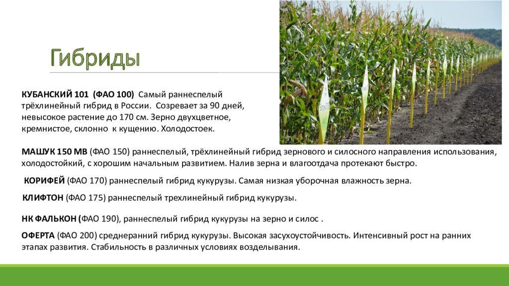 Урожайность силоса. Кукуруза на силос урожайность. Возделывание кукурузы на силос. Технология возделывания кукурузы на силос. Технология возделывания на силос.