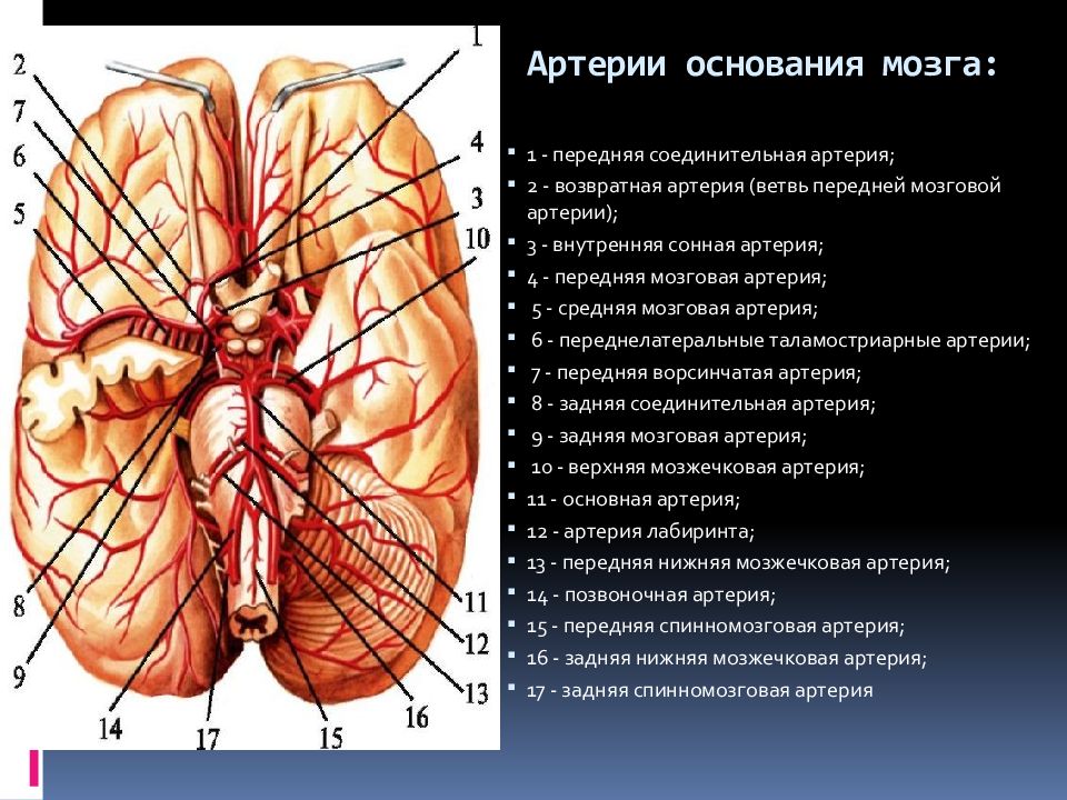 Кровоснабжение головного мозга презентация