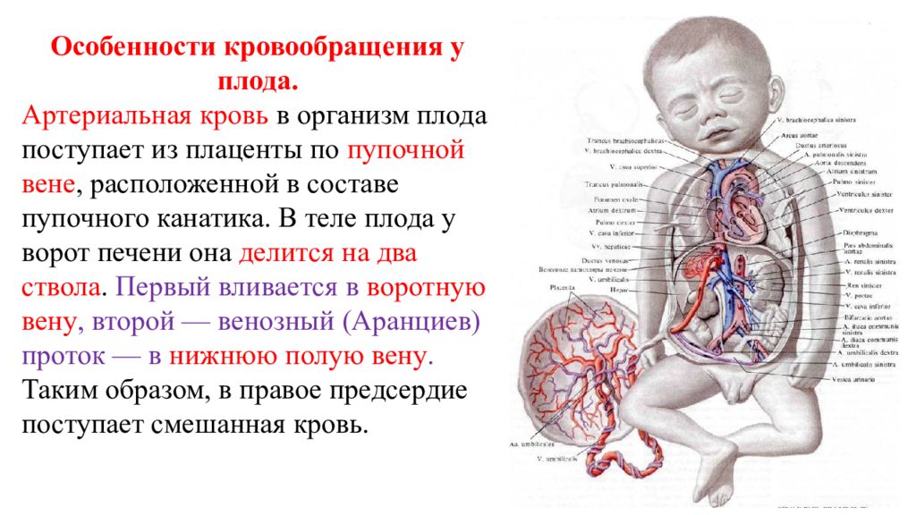 Нарисуйте круг кровообращения плода и новорожденного