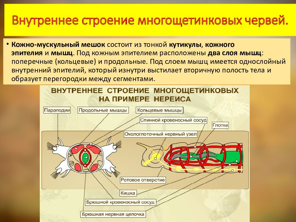 Полость тела многощетинковых червей. Внутреннее строение многощетинковых червей. Строение многощетинковых червей. Класс многощетинковые черви строение. Органы чувств многощетинковых червей.