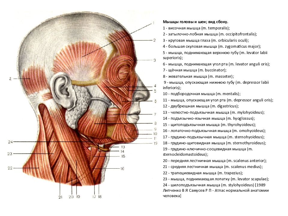 Мышца вокруг. Мышцы головы и шеи анатомический атлас. Мышцы головы и шеи вид сбоку. Строение мышц головы человека сзади. Мимические мышцы лица анатомия вид сбоку.