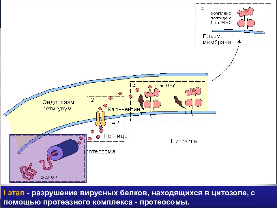 Главный комплекс гистосовместимости презентация