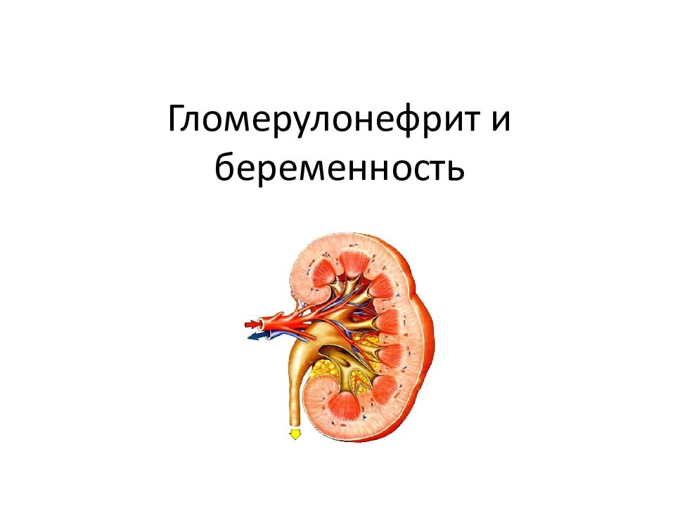 Заболевания мочевыделительной системы и беременность презентация