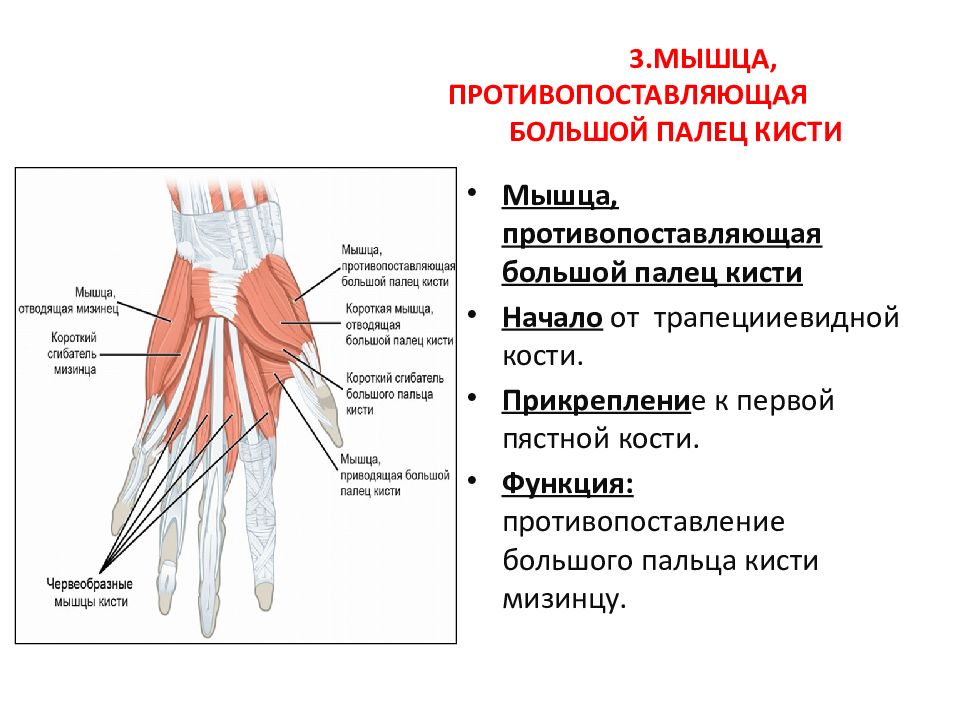 Мышцы пальцев кисти. Мышцы возвышения мизинца кисти. Мышца, отводящая мизинец кисти функция. Мышца противопоставляющая большой палец кисти. Мышца противо постовляющая мизинец.