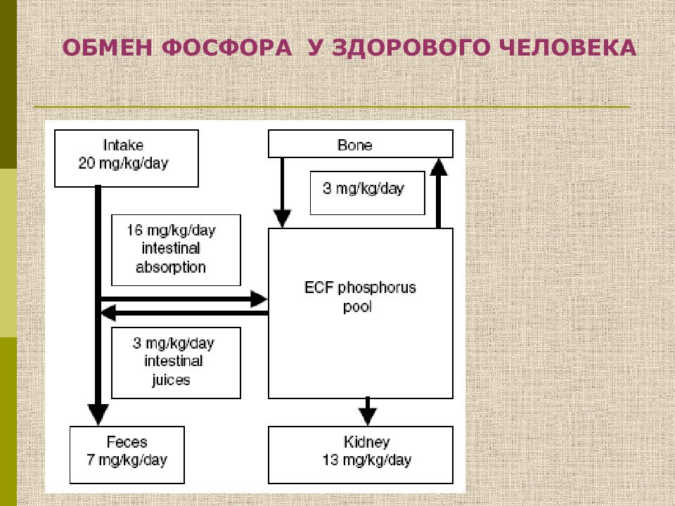 Обмен кальция