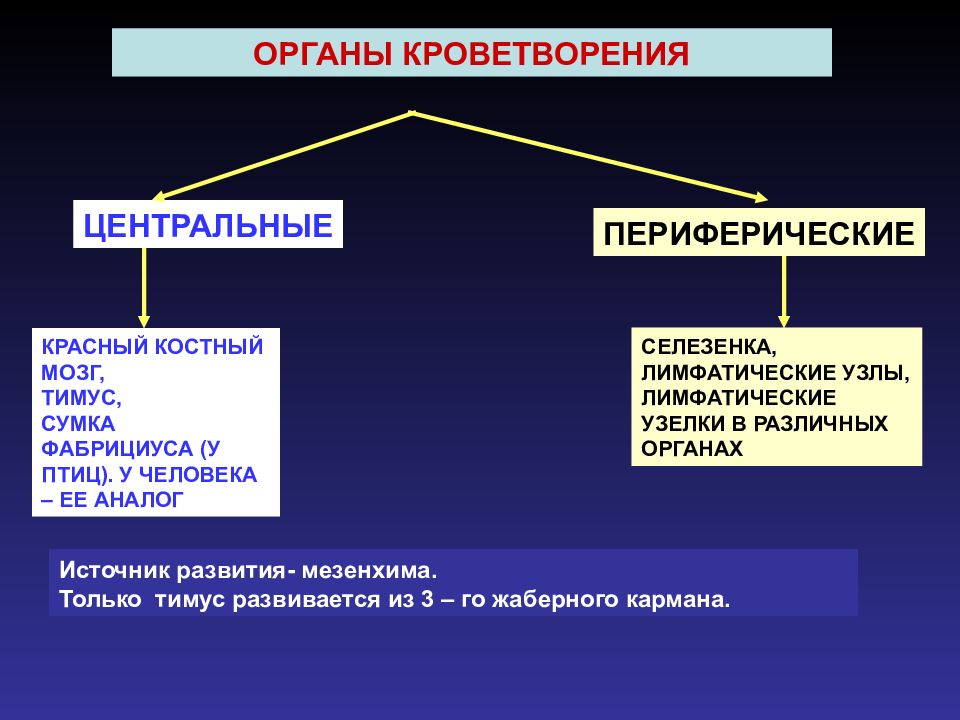 3 общая. Центральные и периферические органы кроветворения. Тимус развивается из мезенхимы. Центральные органы красный костный мозг тимус. Классификация Соедини% Тельной ткани.