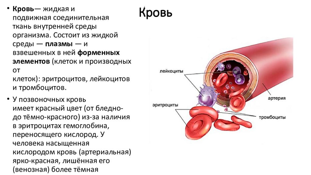 Поддержание гомеостаза кровью. Гомеостаз крови. Гомеостаз функции крови. Поддержание гомеостаза крови. Гомеостаз жидкой внутренней среды организма.