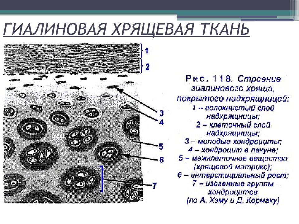 Хрящевая ткань картинки