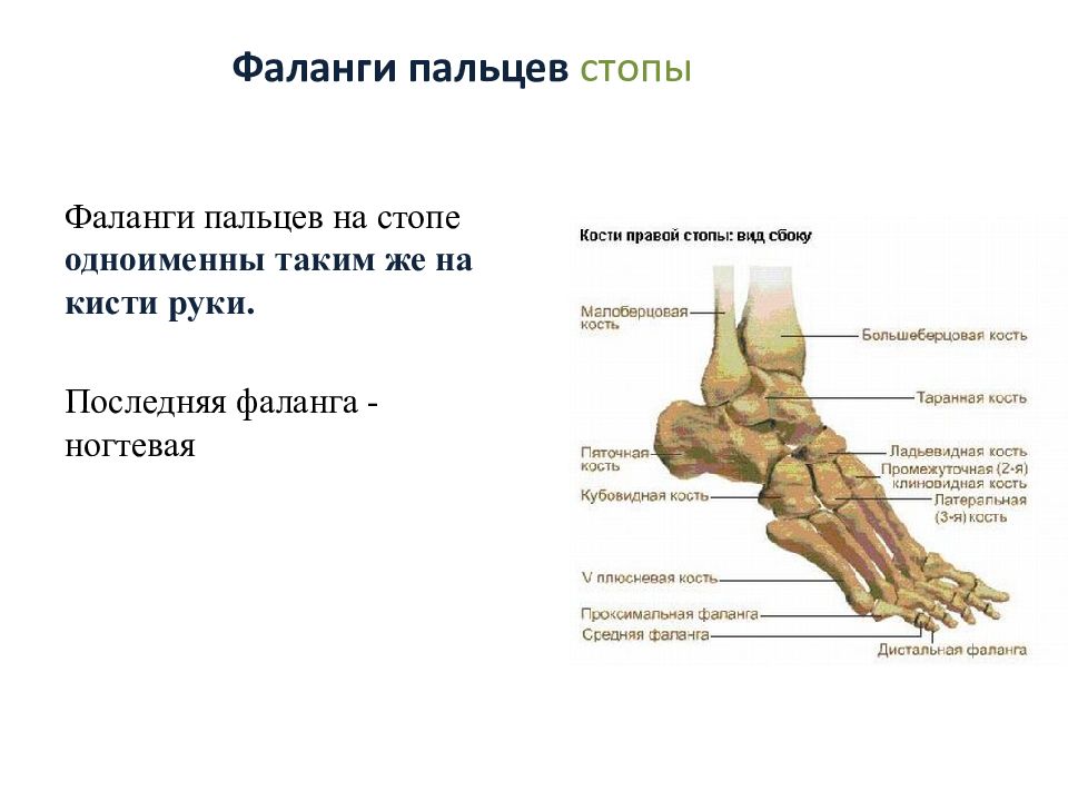 Строение костей стопы человека фото с описанием