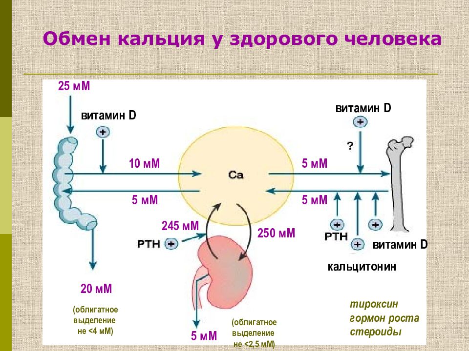 Обмен кальция железы и гормоны