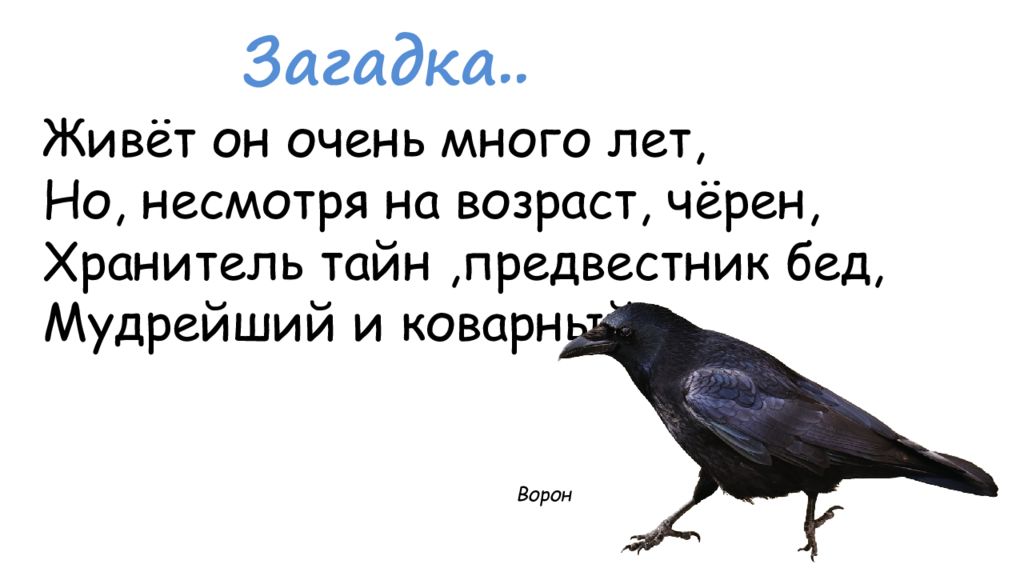 Тайны ворон. Гот подумал попугай глядя на ворону. Готы подумали попугаи глядя на ворон. Готы подумали попугаи. Мужчины как птицы.