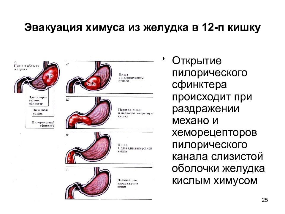 Содержимое желудка. Механизм эвакуации химуса из желудка. Эвакуация пищи из желудка в 12 перстную кишку. Эвакуация химуса из желудка в двенадцатиперстную кишку. Механизм перехода пищи из желудка в двенадцатиперстную.