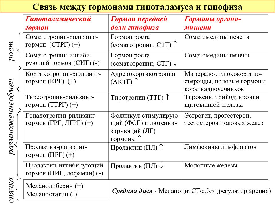 Какие гормоны вырабатывает передняя доля гипофиза заполните схему