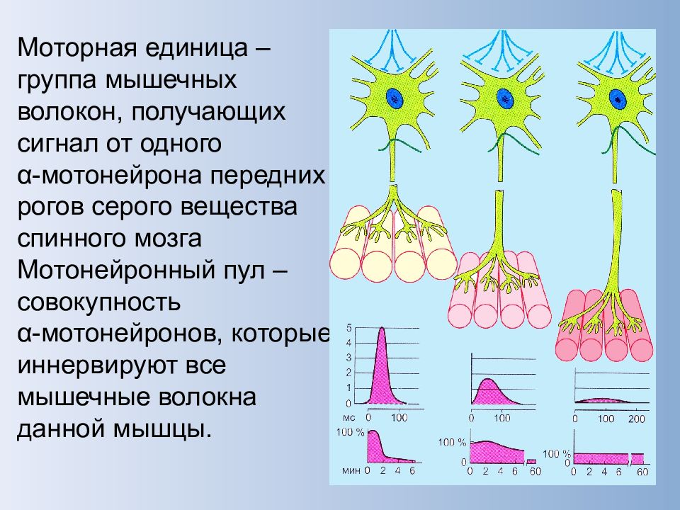 Двигательная единица. Моторная единица физиология. Понятие моторной единицы мышцы. Строение моторной единицы. Понятие о моторной единице.