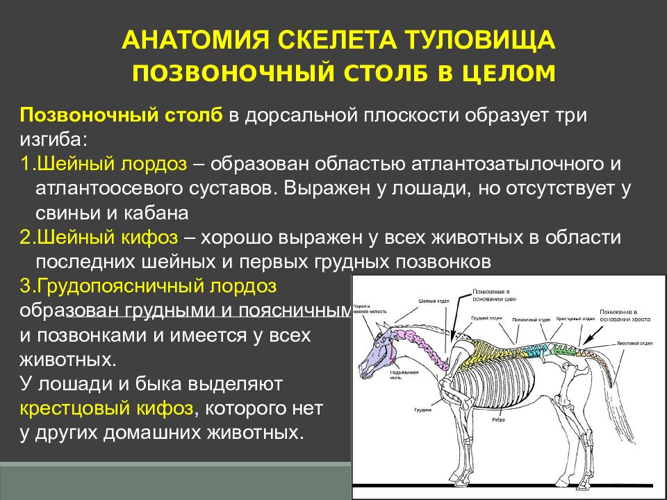 Топографическая анатомия грудной клетки презентация