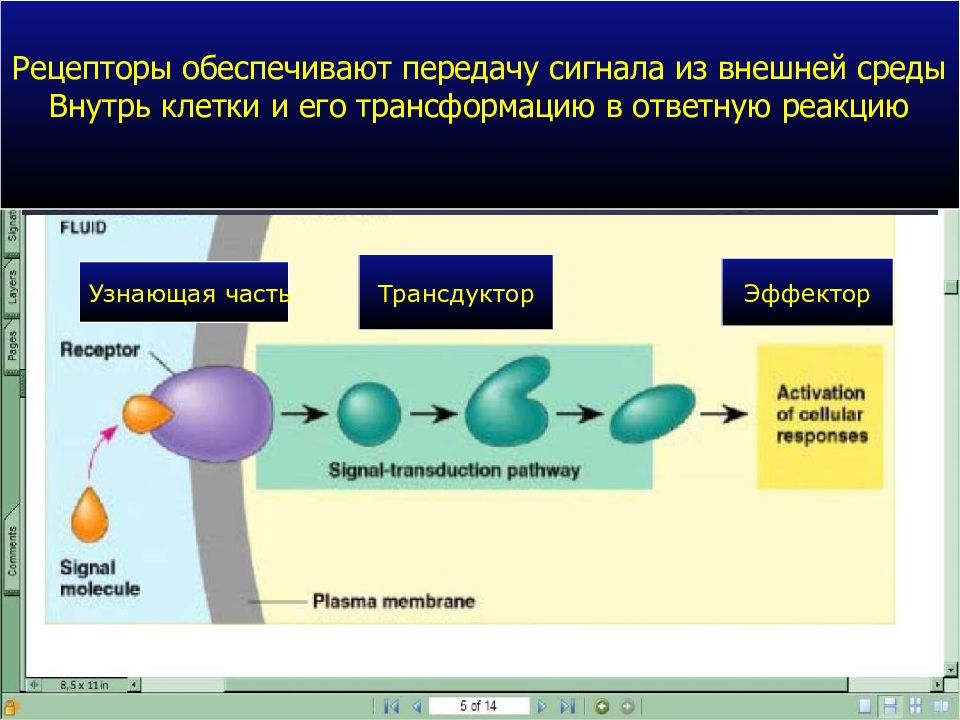 Вещество рецепторы. Трансдуктор фармакология. Рецепторы по фармакологии. Передача сигнала внутрь клетки. Рецепторы и эффекторы.